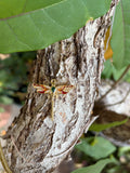 Gold dragonfly charm with red enamel wings and green stone on tree bark