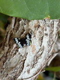 Black butterfly charm with white and yellow enamel wing detail on tree bark